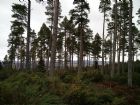 FEMNOCK HILL WOODS, KILTARLITY