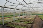 ABERCAIRN NURSERIES, AULTMORE, KEITH